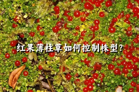 红果薄柱草如何控制株型？