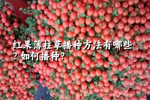 红果薄柱草播种方法有哪些？如何播种？