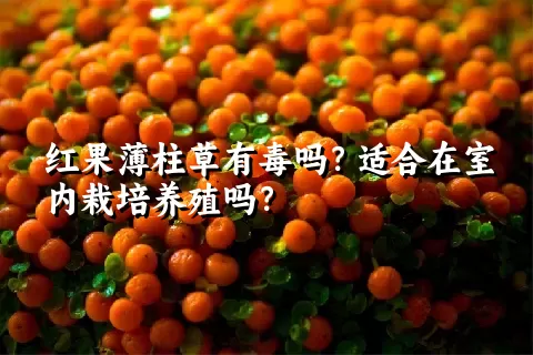 红果薄柱草有毒吗？适合在室内栽培养殖吗？