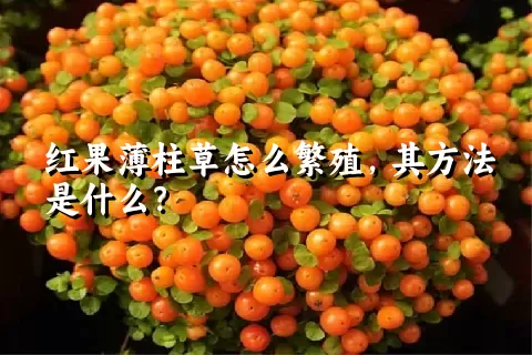 红果薄柱草怎么繁殖，其方法是什么？