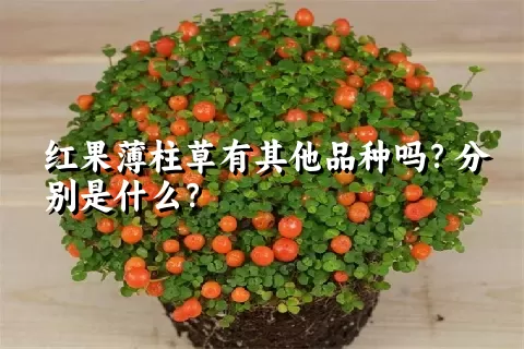 红果薄柱草有其他品种吗？分别是什么？