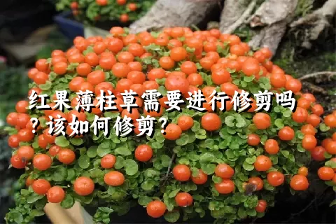 红果薄柱草需要进行修剪吗？该如何修剪？