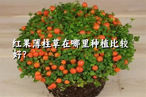 红果薄柱草在哪里种植比较好？