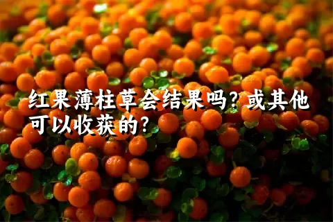 红果薄柱草会结果吗？或其他可以收获的？