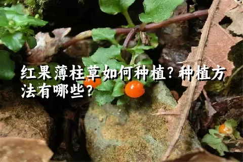 红果薄柱草如何种植？种植方法有哪些？