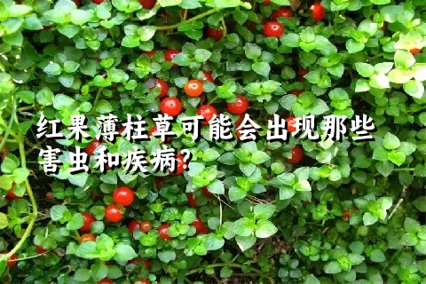 红果薄柱草可能会出现那些害虫和疾病？