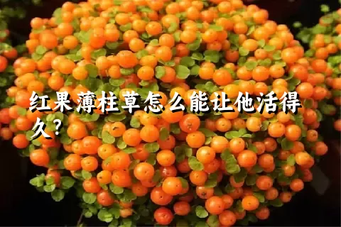 红果薄柱草怎么能让他活得久？