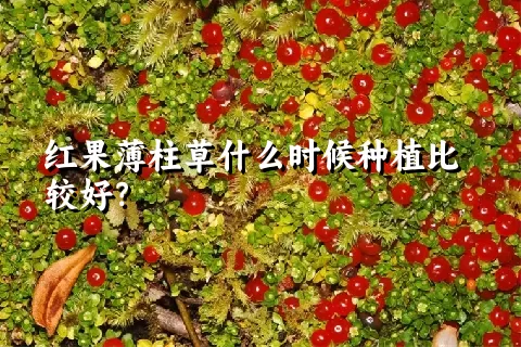 红果薄柱草什么时候种植比较好？