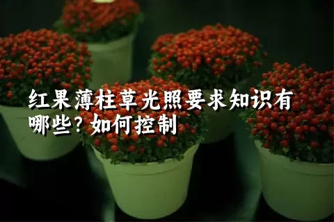 红果薄柱草光照要求知识有哪些？如何控制