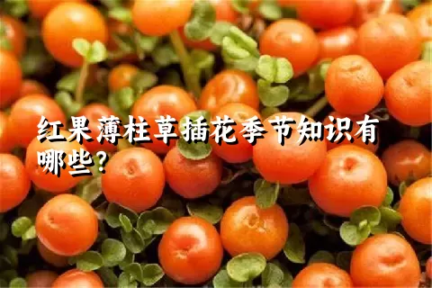 红果薄柱草插花季节知识有哪些？