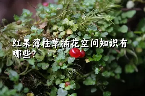 红果薄柱草插花空间知识有哪些？