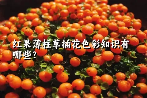 红果薄柱草插花色彩知识有哪些？