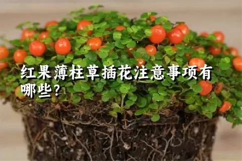 红果薄柱草插花注意事项有哪些？