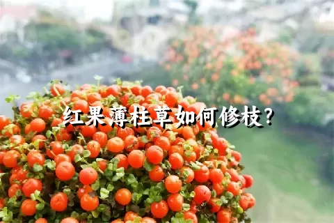 红果薄柱草如何修枝？