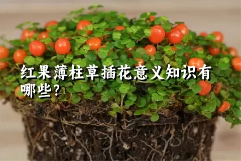 红果薄柱草插花意义知识有哪些？