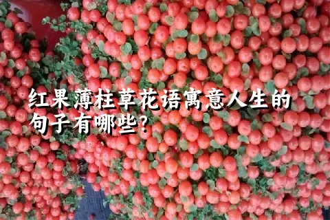 红果薄柱草花语寓意人生的句子有哪些？