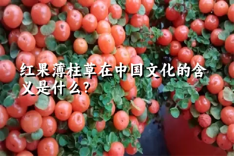 红果薄柱草在中国文化的含义是什么？