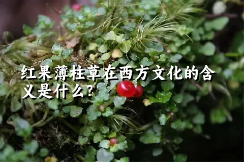 红果薄柱草在西方文化的含义是什么？