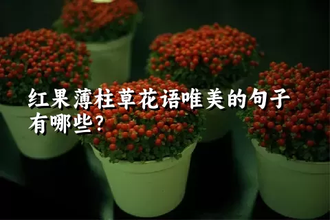 红果薄柱草花语唯美的句子有哪些？