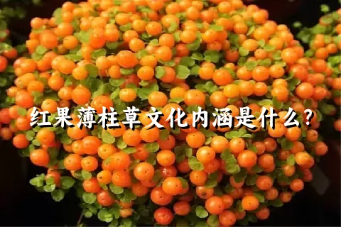 红果薄柱草文化内涵是什么？