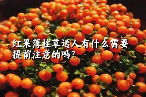 红果薄柱草送人有什么需要提前注意的吗？