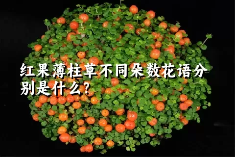 红果薄柱草不同朵数花语分别是什么？