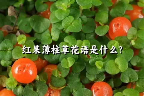 红果薄柱草花语是什么？