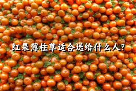 红果薄柱草适合送给什么人？