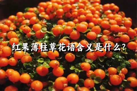 红果薄柱草花语含义是什么？