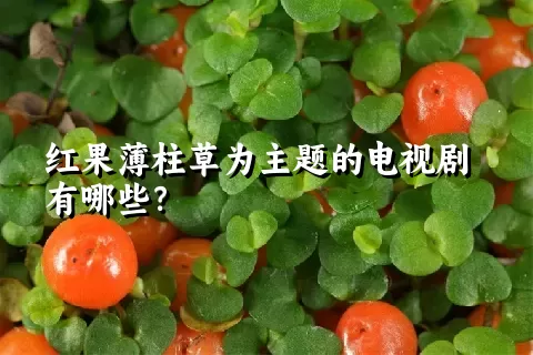 红果薄柱草为主题的电视剧有哪些？