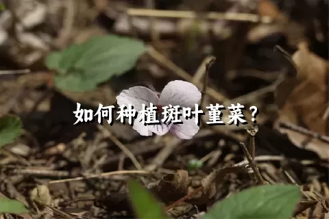 如何种植斑叶堇菜？