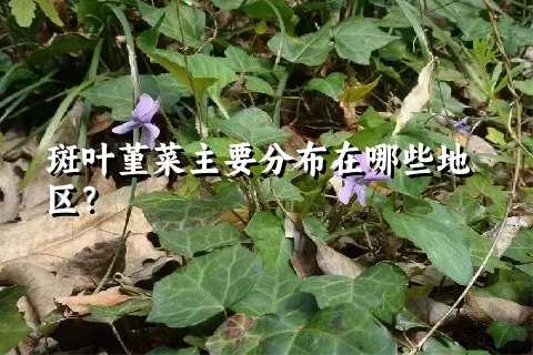 斑叶堇菜主要分布在哪些地区？