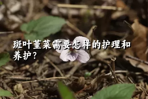 斑叶堇菜需要怎样的护理和养护？