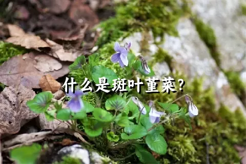 什么是斑叶堇菜？