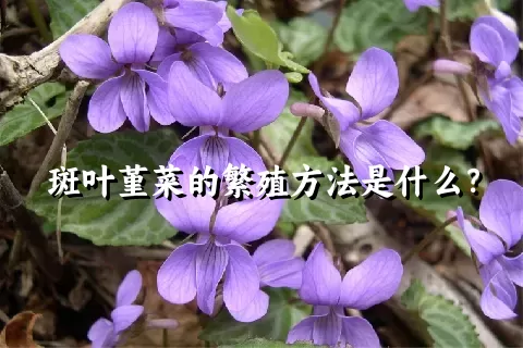 斑叶堇菜的繁殖方法是什么？