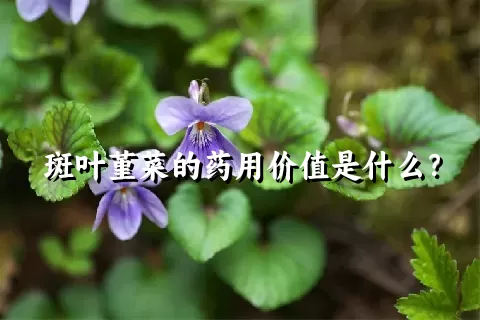 斑叶堇菜的药用价值是什么？