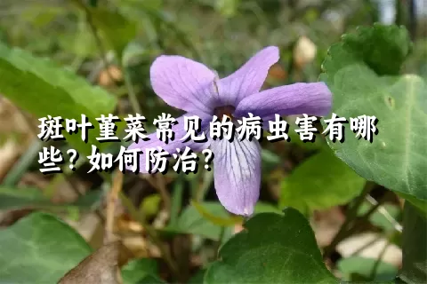 斑叶堇菜常见的病虫害有哪些？如何防治？