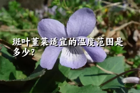 斑叶堇菜适宜的温度范围是多少？