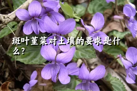 斑叶堇菜对土壤的要求是什么？