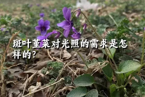 斑叶堇菜对光照的需求是怎样的？