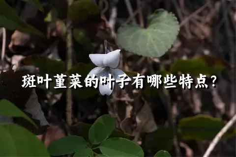 斑叶堇菜的叶子有哪些特点？