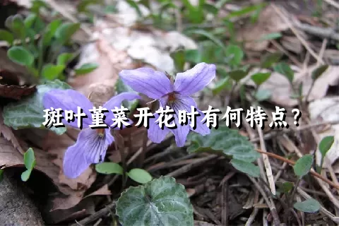 斑叶堇菜开花时有何特点？