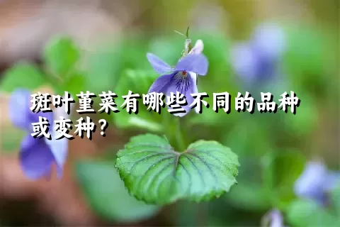 斑叶堇菜有哪些不同的品种或变种？