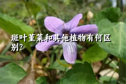 斑叶堇菜和其他植物有何区别？