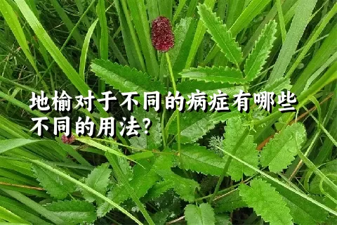 地榆对于不同的病症有哪些不同的用法？