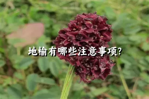 地榆有哪些注意事项？