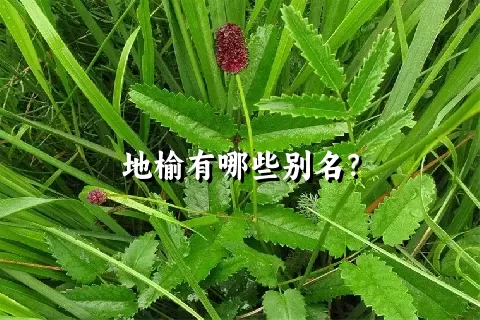 地榆有哪些别名？