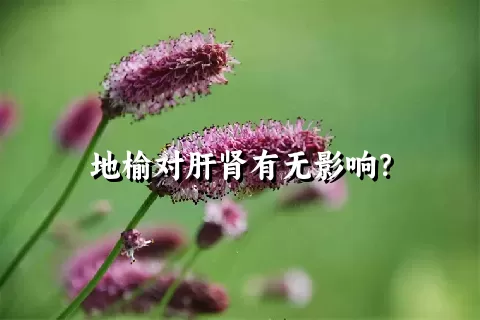 地榆对肝肾有无影响？