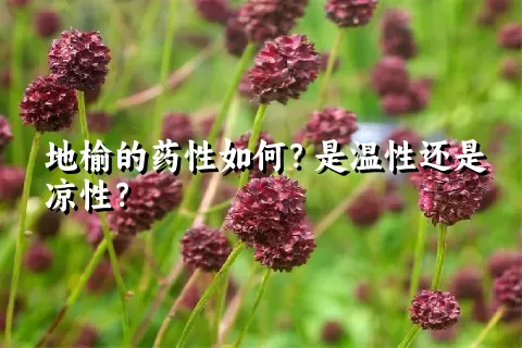 地榆的药性如何？是温性还是凉性？