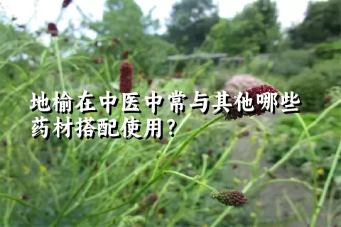 地榆在中医中常与其他哪些药材搭配使用？